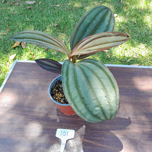 #101 Medinilla Gregori Hambali