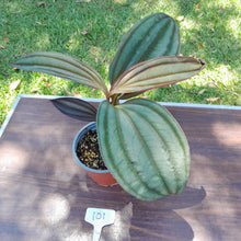 Load image into Gallery viewer, #101 Medinilla Gregori Hambali