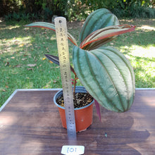 Load image into Gallery viewer, #101 Medinilla Gregori Hambali