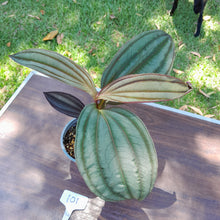 Load image into Gallery viewer, #101 Medinilla Gregori Hambali