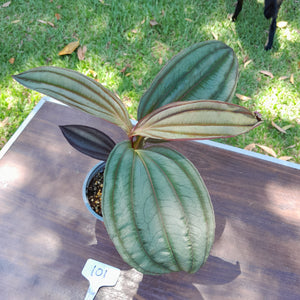 #101 Medinilla Gregori Hambali