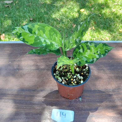 #114 Two x Headed Non TC Aglaonema Pictum Tricolor