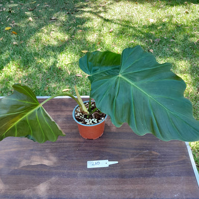 #210 Philodendron Corsinianum / 'Bronze Shield'