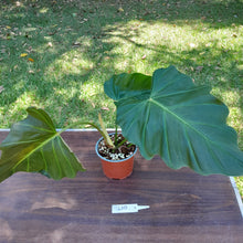 Load image into Gallery viewer, #210 Philodendron Corsinianum / &#39;Bronze Shield&#39;