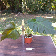Load image into Gallery viewer, #210 Philodendron Corsinianum / &#39;Bronze Shield&#39;