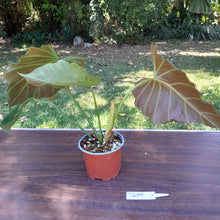 Load image into Gallery viewer, #210 Philodendron Corsinianum / &#39;Bronze Shield&#39;