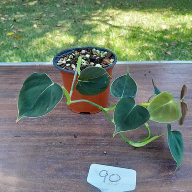 #90 Philodendron Lupinum