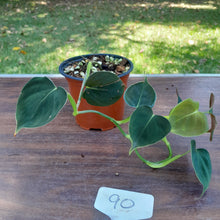 Load image into Gallery viewer, #90 Philodendron Lupinum