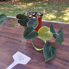 Load image into Gallery viewer, #90 Philodendron Lupinum