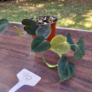#90 Philodendron Lupinum