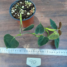 Load image into Gallery viewer, #90 Philodendron Lupinum