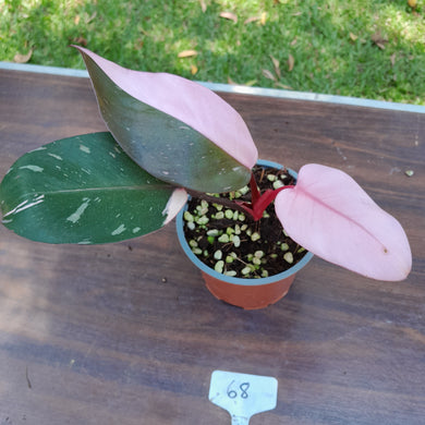 #68 Philodendron Pink Princess