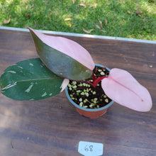 Load image into Gallery viewer, #68 Philodendron Pink Princess