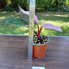 Load image into Gallery viewer, #68 Philodendron Pink Princess