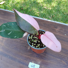 Load image into Gallery viewer, #68 Philodendron Pink Princess
