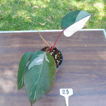 Load image into Gallery viewer, #23 Philodendron Pink Princess