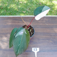 Load image into Gallery viewer, #23 Philodendron Pink Princess