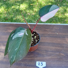 Load image into Gallery viewer, #23 Philodendron Pink Princess