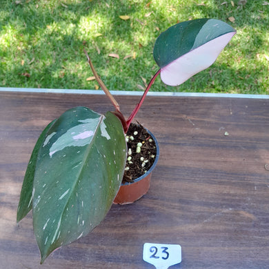 #23 Philodendron Pink Princess