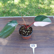 Load image into Gallery viewer, #23 Philodendron Pink Princess