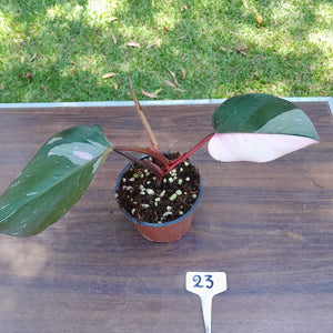 #23 Philodendron Pink Princess