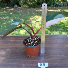 Load image into Gallery viewer, #23 Philodendron Pink Princess