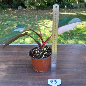 #23 Philodendron Pink Princess