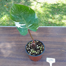 Load image into Gallery viewer, #201 Philodendron White Knight