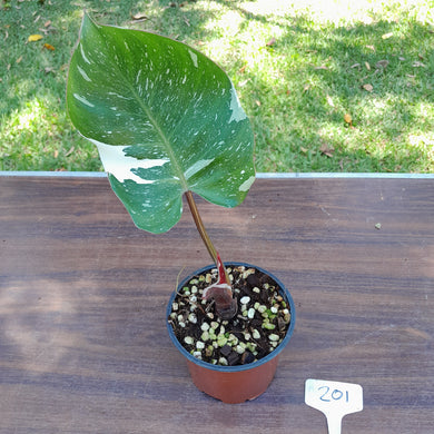 #201 Philodendron White Knight