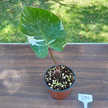 Load image into Gallery viewer, #201 Philodendron White Knight