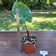 Load image into Gallery viewer, #201 Philodendron White Knight