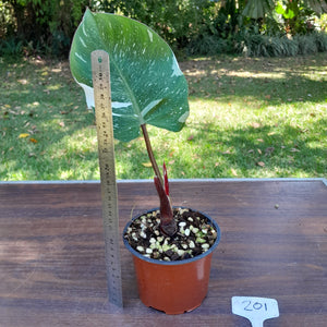 #201 Philodendron White Knight