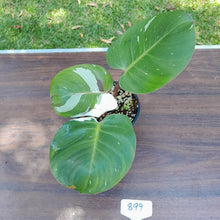 Load image into Gallery viewer, #899 Philodendron White Knight