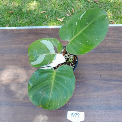 #899 Philodendron White Knight