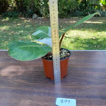 Load image into Gallery viewer, #899 Philodendron White Knight