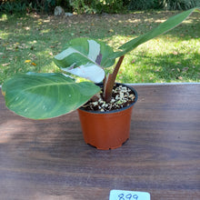 Load image into Gallery viewer, #899 Philodendron White Knight