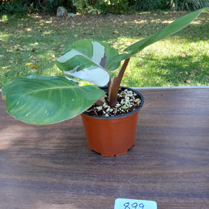 #899 Philodendron White Knight