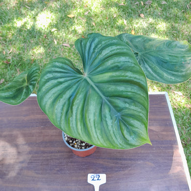 #22 Large Philodendron Plowmanii - Round Form