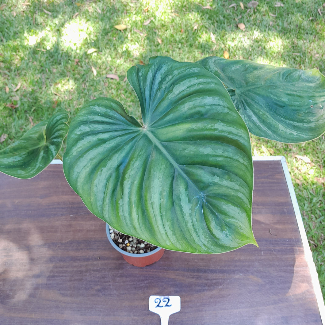 #22 Large Philodendron Plowmanii - Round Form