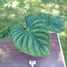 Load image into Gallery viewer, #22 Large Philodendron Plowmanii - Round Form