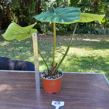 Load image into Gallery viewer, #22 Large Philodendron Plowmanii - Round Form