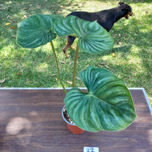 Load image into Gallery viewer, #22 Large Philodendron Plowmanii - Round Form