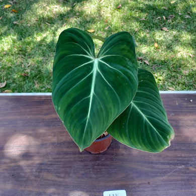#111 Philodendron Gloriosum