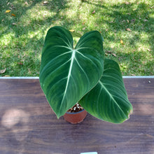 Load image into Gallery viewer, #111 Philodendron Gloriosum