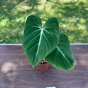 #111 Philodendron Gloriosum