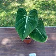 Load image into Gallery viewer, #111 Philodendron Gloriosum