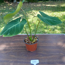 Load image into Gallery viewer, #111 Philodendron Gloriosum