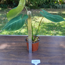 Load image into Gallery viewer, #111 Philodendron Gloriosum