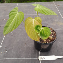 Load image into Gallery viewer, #148 Philodendron Glorious