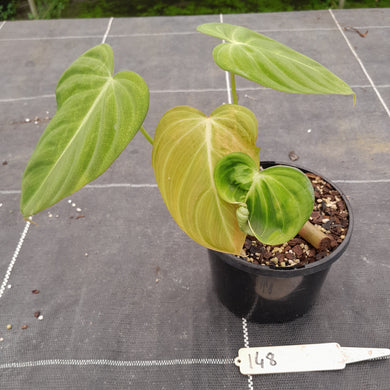 #148 Philodendron Glorious